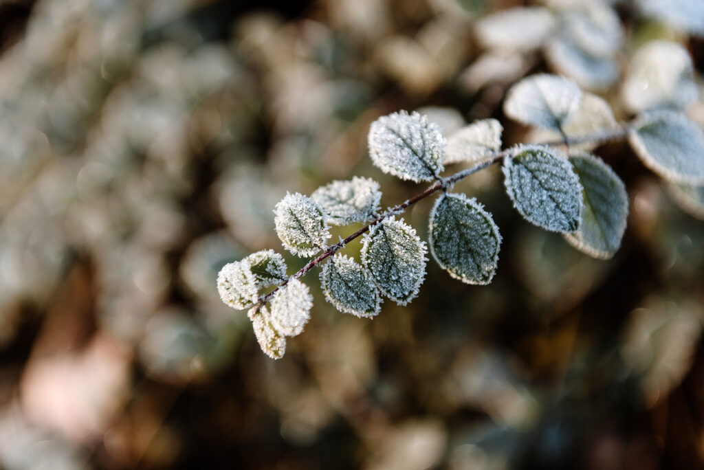 winter liaremmelzwaalfotografie personalbranding 1