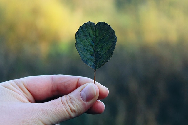 hand, leaf, fall, finger, nature, close up, green, thumb, plant, keep, feel, grasp, autumn leaf, thumb, thumb, thumb, feel, feel, feel, feel, feel